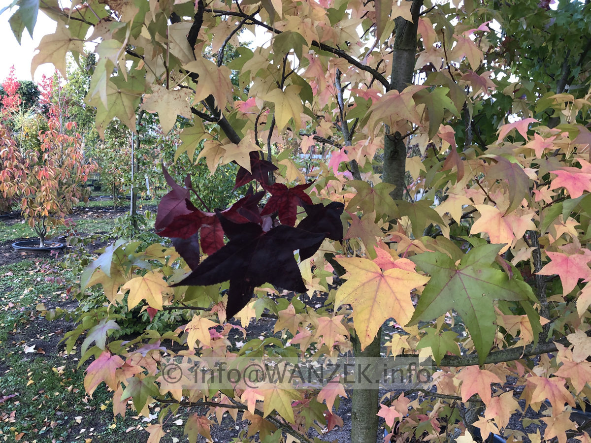 Liquidambar styraciflua Lane Roberts 0003.JPG